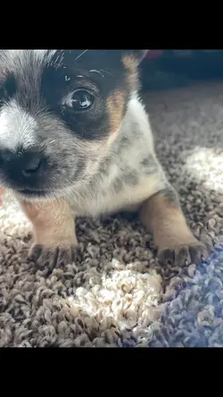 Puppies 