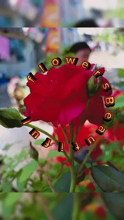 Beautiful  flower's 