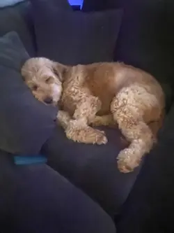 he died