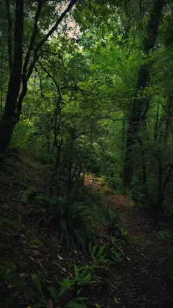 Nature and forest