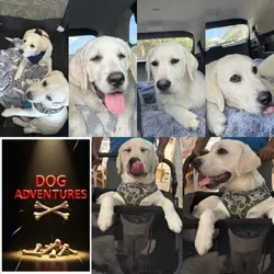 Dog Adventures 