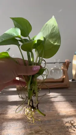 House plant 