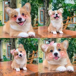 cute dog/pet