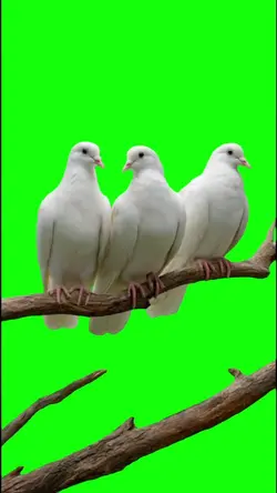 Bird Chirping