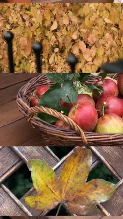 Autumn 3 Video Split