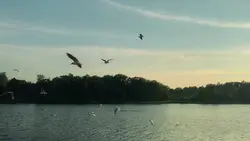 1 video