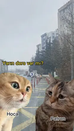 Konuşan kediler
