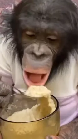 monyet makan