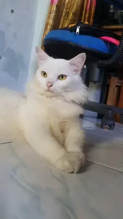 VO Kucing