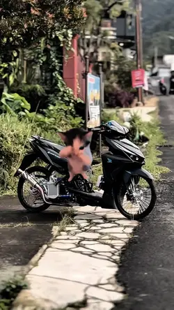 Kucing kicau mania