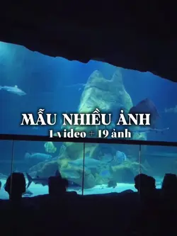 1 vđ + 19 ảnh 
