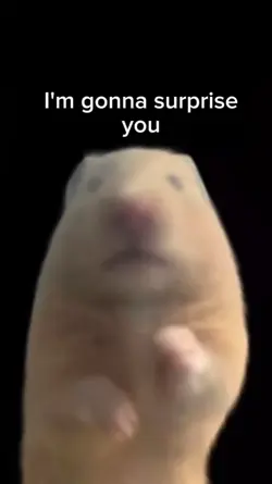 Funny rat meme 