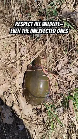 turtle catch