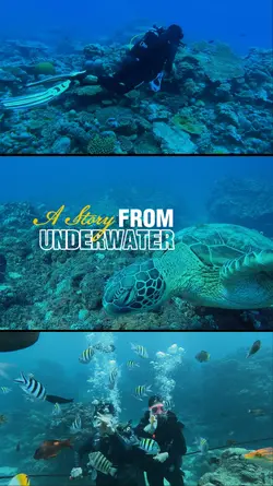 Summer underwater 