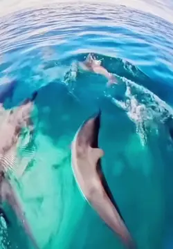 dauphins 