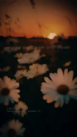 DAISIES 