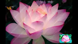Awakening Lotus 