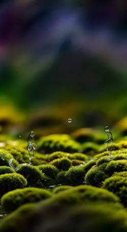 动态壁纸