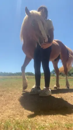 Les chevaux ma vie 💗