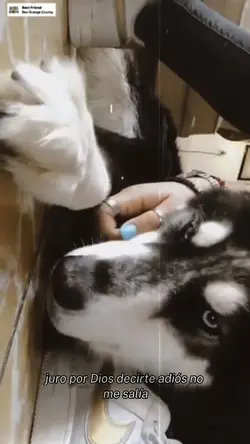 Laika ❤️‍🩹