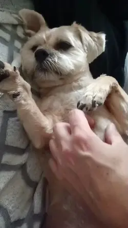 Dog tummy tickle