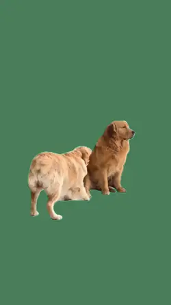 Dog Barking