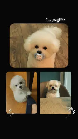 puppy