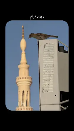 Madina:🫀