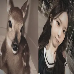 bambi eye