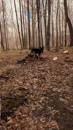Duke 