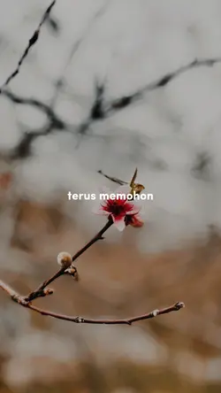 percuma