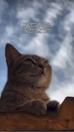Story kucing
