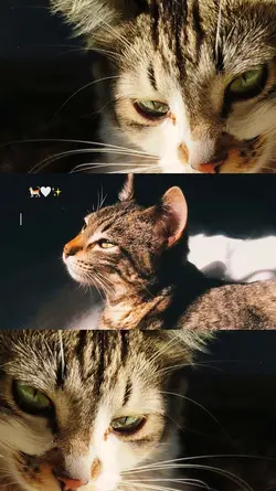 meu pet..