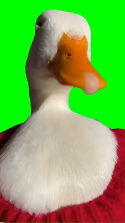 Sexy duck