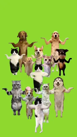 Dancing pet 