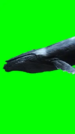 BLUE WHALE 
