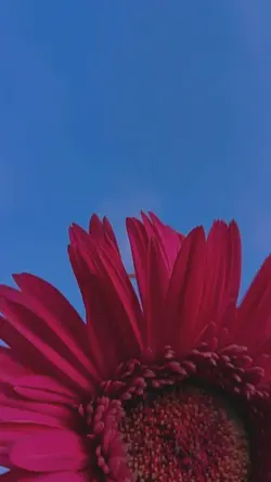 Salsa