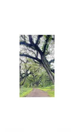 frame video putih 