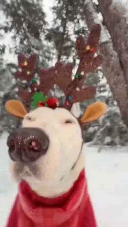 Funny dog meme