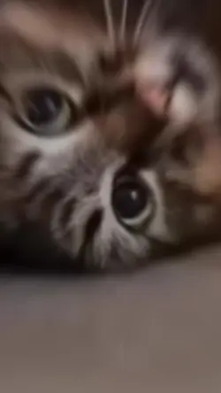 PUSANG TAMPURUROT!