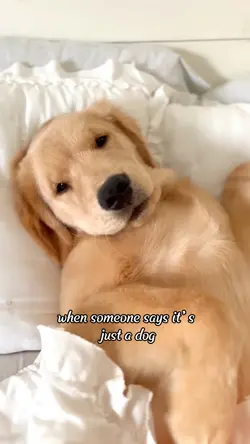 dog is Whole world 