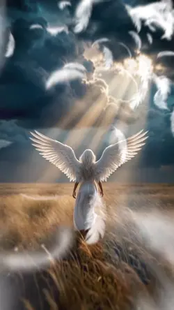 Fly angel