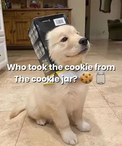 COOKIE!! 