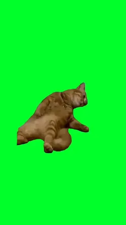 Depressed cat