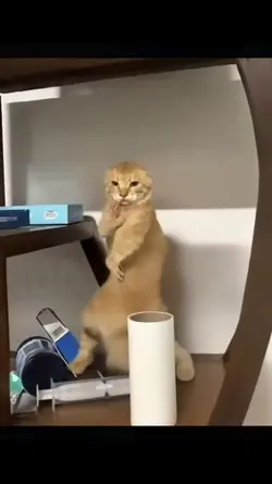 kungfu cat