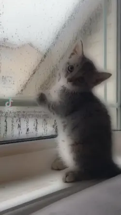 kedi fancam 