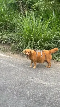 Naek Anjing