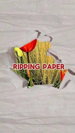 Ripping paper