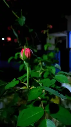 layang kangen