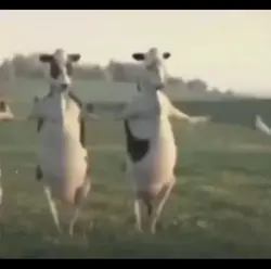 dancing cow